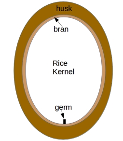 A sketch showing the different parts of a typical husked cereal grain