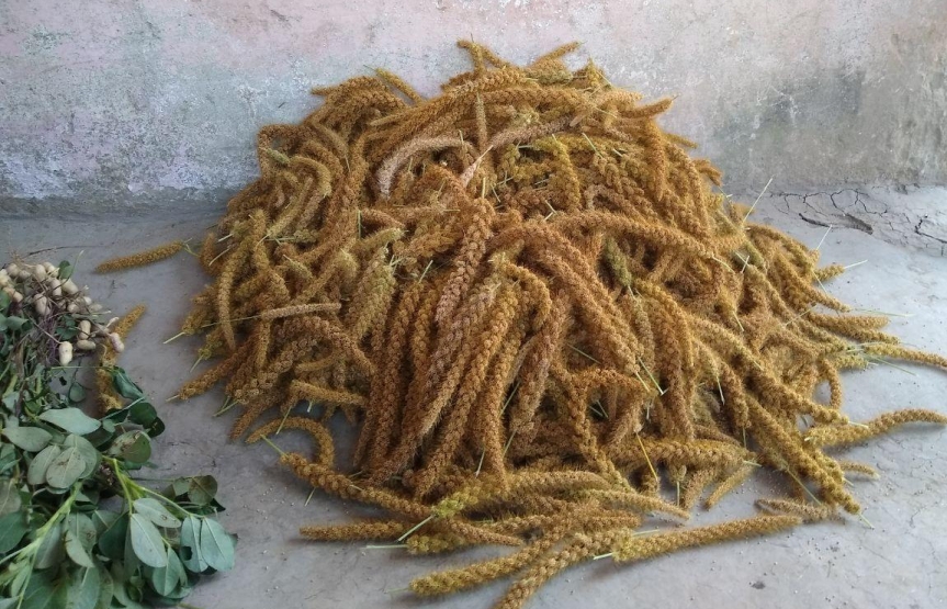 Harvested panicles of Foxtail Millet and ground nuts from a mix cropped field